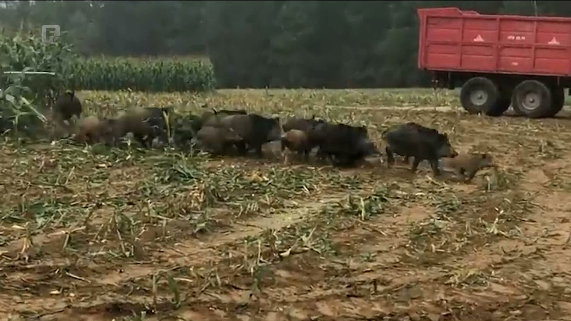 Poljoprivrednici zbog suše u problemima, usjeve uništavaju i divlje svinje